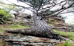 黑龙江喀尔喀山旅游攻略之古树