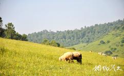 陕西关山草原旅游攻略之风吹草低见牛羊