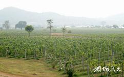 泰国芭提雅银湖葡萄园旅游攻略之葡萄种植区