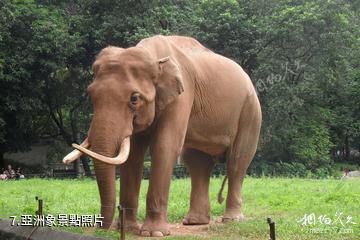 雲南南滾河國家級自然保護區-亞洲象照片