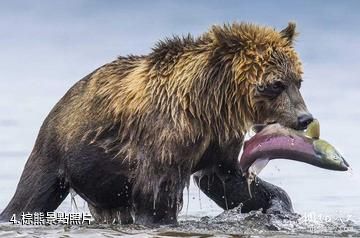 堪察加庫頁湖-棕熊照片