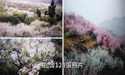 重慶綦江永新梨花山驢友相冊