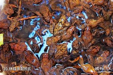 蛟河金蟾島-林蛙照片