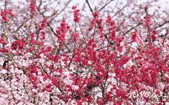 北京植物園旅遊攻略之桃花節