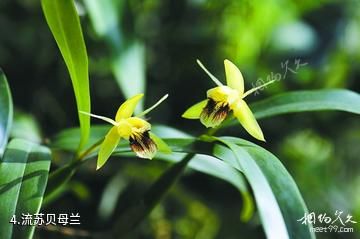 广西雅长兰科植物国家级自然保护区-流苏贝母兰照片