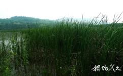 铜川福地湖旅游攻略之芦苇荡