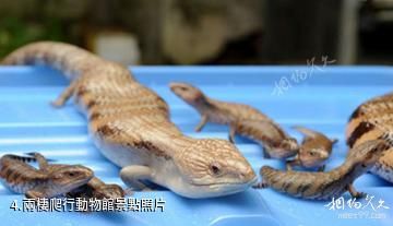 淄博奎盛園-兩棲爬行動物館照片