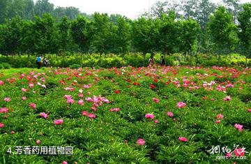 如皋长江药用植物园-芳香药用植物园照片