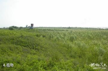 唐山湾国际旅游岛-植物照片