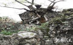 贵州黄果树瀑布旅游攻略之美女榕