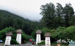 西藏林芝八一鎮旅遊攻略之柏樹王公園