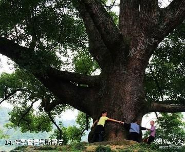 牯牛降歷溪景區-佛掌香樟照片