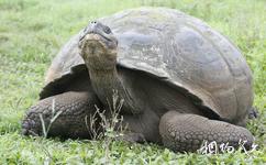 厄瓜多加拉帕戈斯群島旅遊攻略之象龜