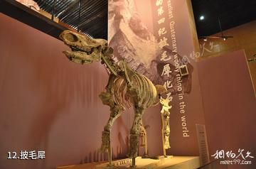 和政古动物化石博物馆-披毛犀照片