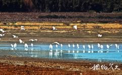 安徽升金湖國家級自然保護區旅遊攻略之白鷺