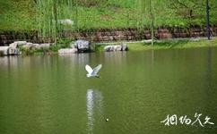 重慶大學校園概況之雲湖飛鳥