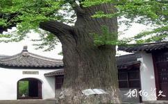 扬州仙鹤寺旅游攻略之古树