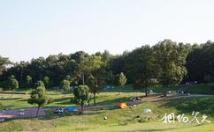 南京平山森林公園旅遊攻略之森林