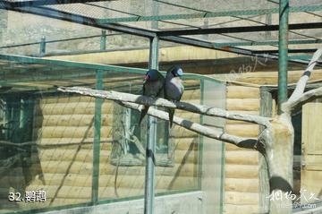 新疆天山野生动物园-鹦鹉照片