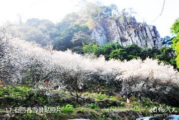 廣州從化石門國家森林公園-石門香雪照片