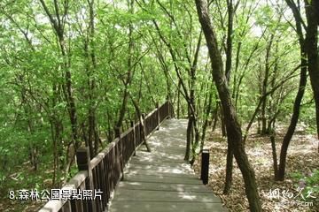 江蘇大陽山國家森林公園-森林公園照片