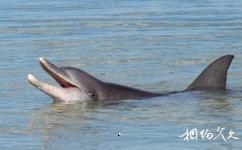 澳大利亚鲨鱼湾旅游攻略之海豚