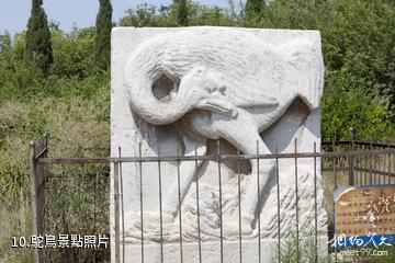陝西蒲城唐睿宗橋陵-鴕鳥照片