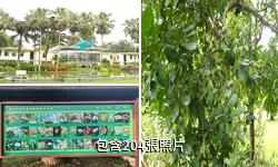 中科院西雙版納熱帶植物園驢友相冊
