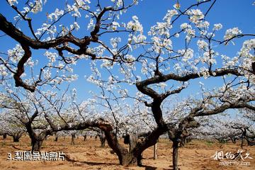 萊陽梨鄉風情旅遊區-梨園照片