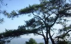 重慶聖燈山森林公園旅遊攻略之古松