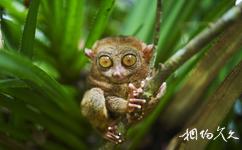 菲律宾薄荷岛旅游攻略之眼镜猴