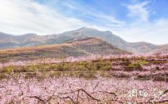 蒙陰前城古村旅游攻略之花海