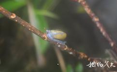 马来西亚姆禄国家公园旅游攻略之蜗牛
