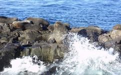 阿根廷乌斯怀亚市旅游攻略之海狮
