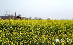 青岛西海岸生态观光园旅游攻略之油菜花海