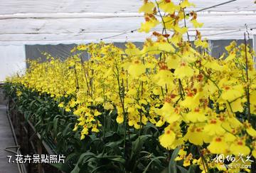 臨洮三易花卉園-花卉照片