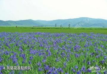 敦化大石頭亞光湖國家濕地公園-馬蘭花照片