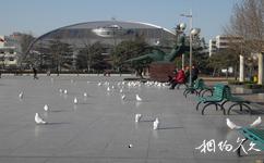 鄭州綠城廣場旅遊攻略之廣場鴿
