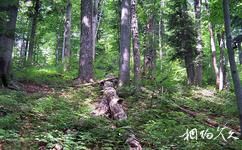 乌克兰喀尔巴阡山原始山毛榉森林旅游攻略