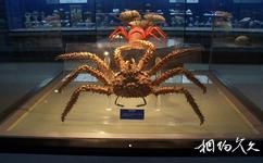 青島海底世界旅遊攻略之海洋生物標本館