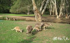 澳大利亞黃金海岸旅遊攻略之可倫賓野生動物園