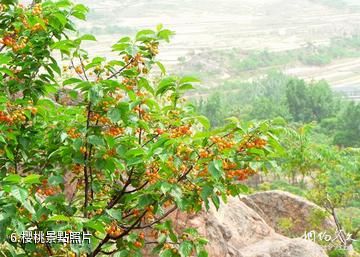 莒南馬髻山-櫻桃照片