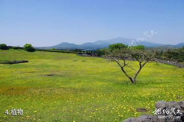 济州岛山君不离-植物照片