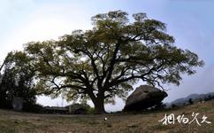 杭州湘湖旅游攻略之古樟树