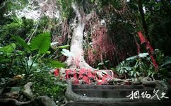 甘什岭槟榔谷原生态黎苗文化旅游攻略之母树崇拜区