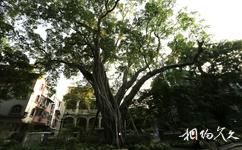 廣州沙面大街旅遊攻略之古樹