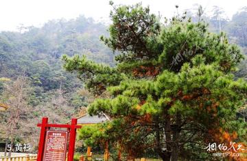 湖南阳明山国家级自然保护区-黄衫照片