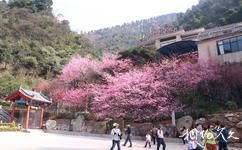 郴州王仙嶺旅遊攻略之櫻花園