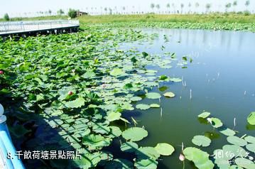 大慶黑魚湖生態景區-千畝荷塘照片