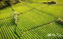 德清上渚山奇幻谷旅游攻略之茶园